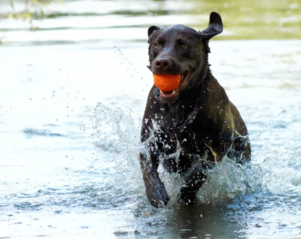 A dog catching a ball in a lake